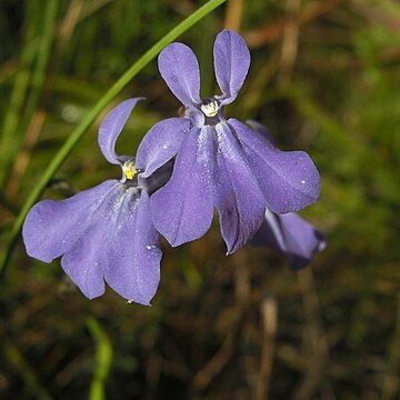 Lobelia glandulosa unspecified picture