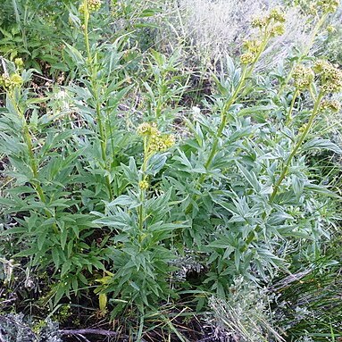 Phacelia procera unspecified picture