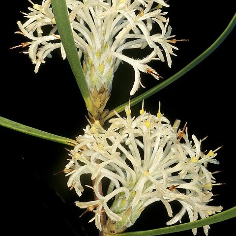 Petrophile heterophylla unspecified picture