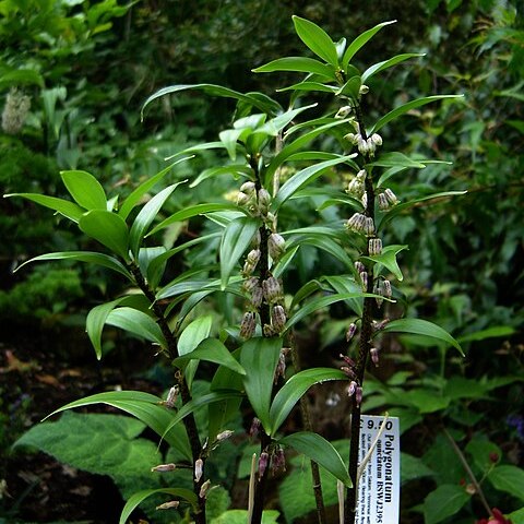 Polygonatum punctatum unspecified picture