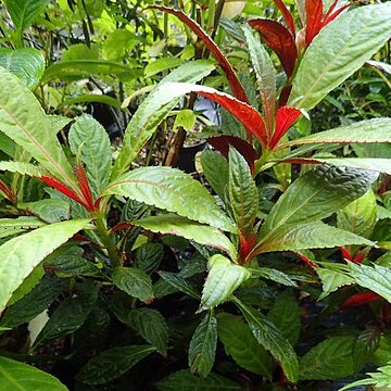 Impatiens balansae unspecified picture