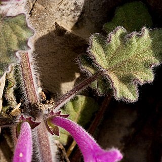 Salvia summa unspecified picture