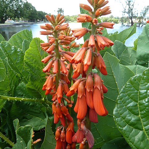 Erythrina zeyheri unspecified picture