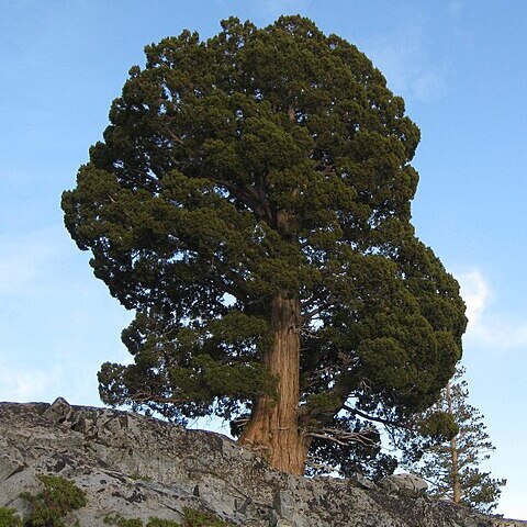 Juniperus grandis unspecified picture