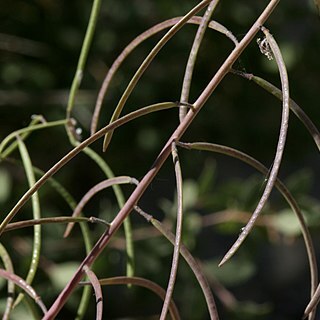 Boechera pauciflora unspecified picture