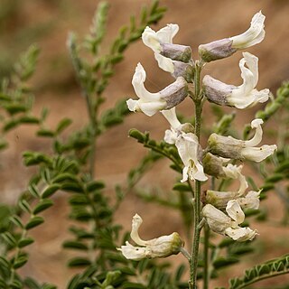 Sophora nuttalliana unspecified picture