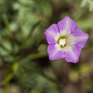 Ipomoea costellata unspecified picture