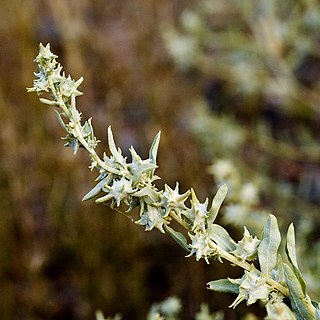 Atriplex acanthocarpa unspecified picture