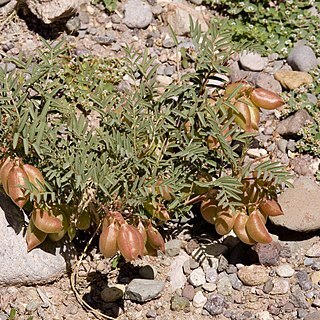 Astragalus allochrous unspecified picture