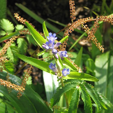 Gentiana microdonta unspecified picture