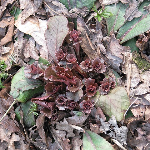 Chrysosplenium macrophyllum unspecified picture