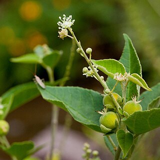 Croton fruticulosus unspecified picture