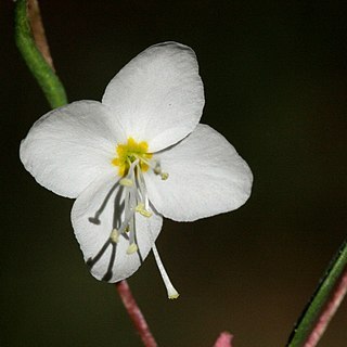 Gayophytum heterozygum unspecified picture