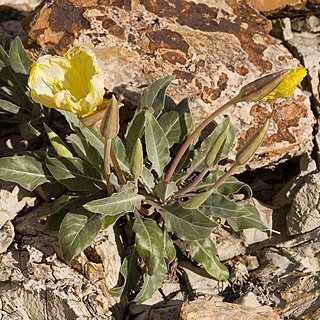 Oenothera brachycarpa unspecified picture