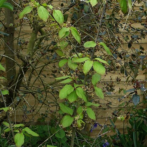 Euonymus sanguineus unspecified picture