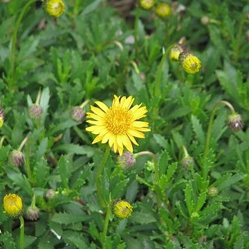 Haplopappus glutinosus unspecified picture