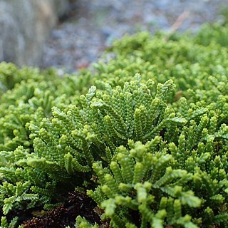 Veronica tetragona subsp. subsimilis unspecified picture