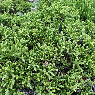 Veronica tetragona subsp. subsimilis unspecified picture