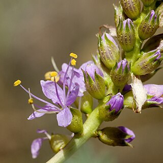 Dalea scariosa unspecified picture