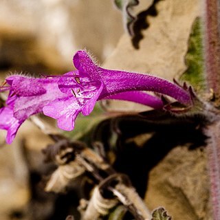 Salvia summa unspecified picture