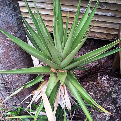 Aloe tormentorii unspecified picture