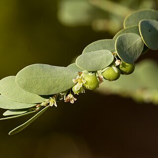 Phyllanthus abnormis unspecified picture