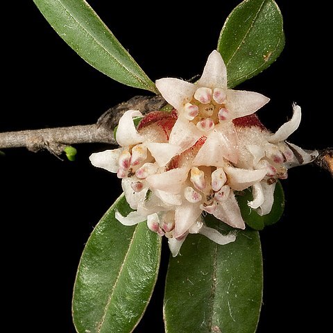 Stenanthemum pomaderroides unspecified picture