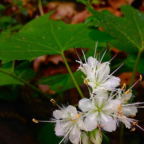 Hydrophyllum canadense unspecified picture