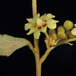 Androcalva luteiflora unspecified picture