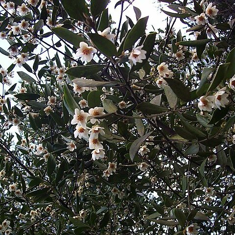 Atherosperma moschatum unspecified picture