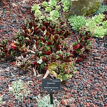 Crassula streyi unspecified picture