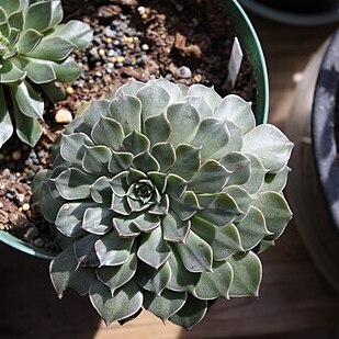 Echeveria stolonifera unspecified picture