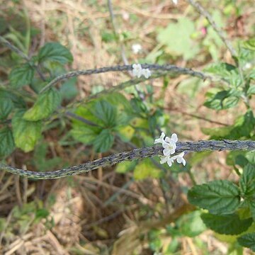 Stachytarpheta fruticosa unspecified picture