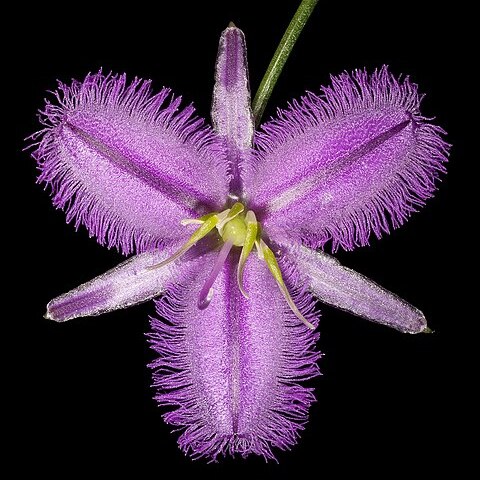 Thysanotus manglesianus unspecified picture