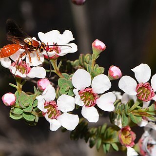 Ericomyrtus serpyllifolia unspecified picture