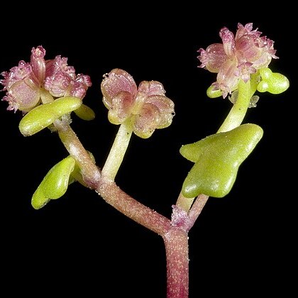 Hydrocotyle alata unspecified picture