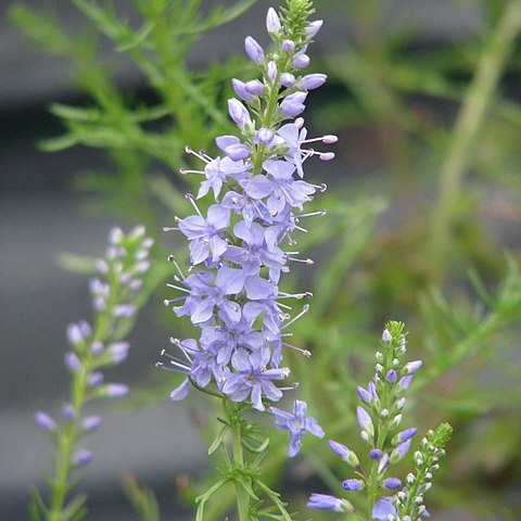 Veronica pinnata unspecified picture