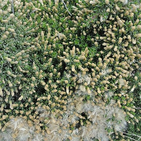 Baccharis patagonica unspecified picture