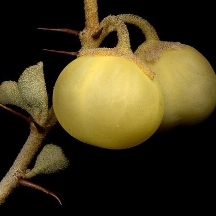 Solanum nummularium unspecified picture