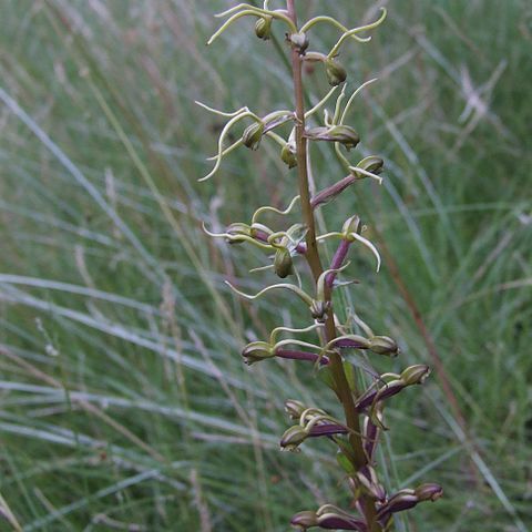 Satyrium riparium unspecified picture