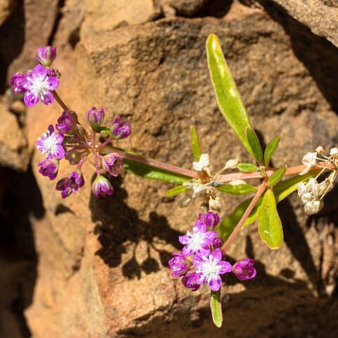 Gisekia africana unspecified picture