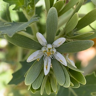 Kissenia capensis unspecified picture