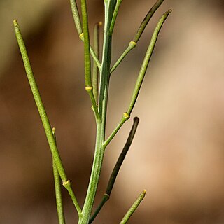 Pennellia micrantha unspecified picture