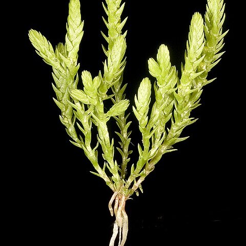 Selaginella gracillima unspecified picture