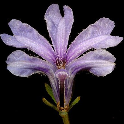 Leschenaultia floribunda unspecified picture