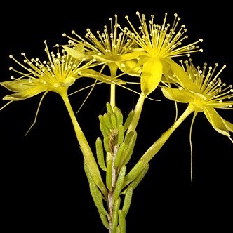 Calytrix flavescens unspecified picture