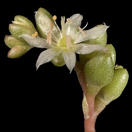 Calandrinia granulifera unspecified picture