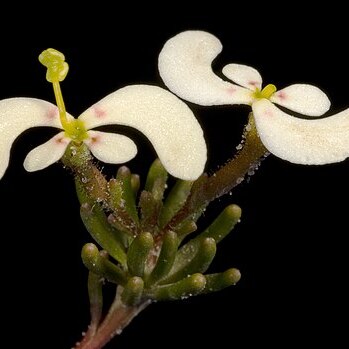 Stylidium involucratum unspecified picture