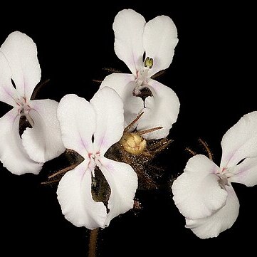 Stylidium stenosepalum unspecified picture