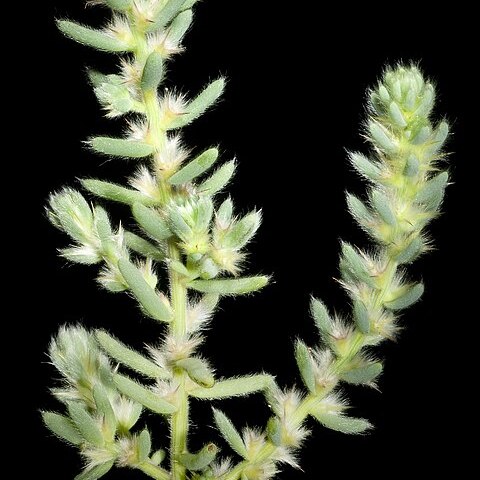 Sclerolaena lanicuspis unspecified picture